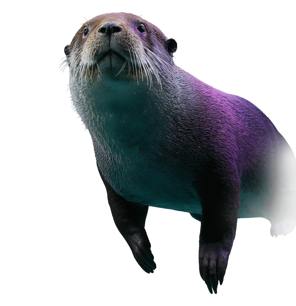 Intelligent otter looking forward, representing trusted strategic problem solving